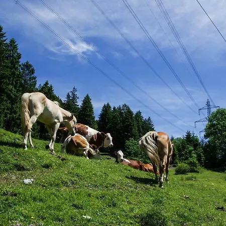 Pensjonat Haus Kohlberghof *