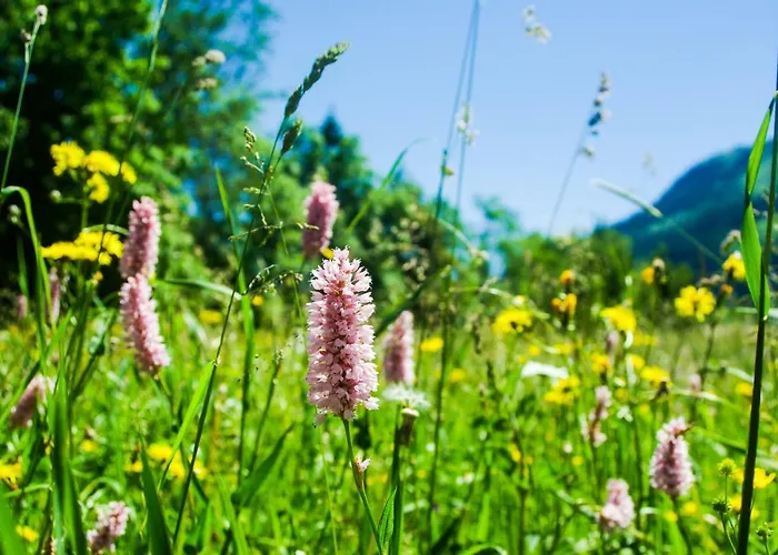 Haus Kohlberghof 3* 比荷巴赫