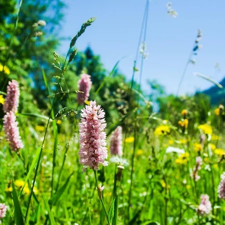 Haus Kohlberghof 3* Bichlbach